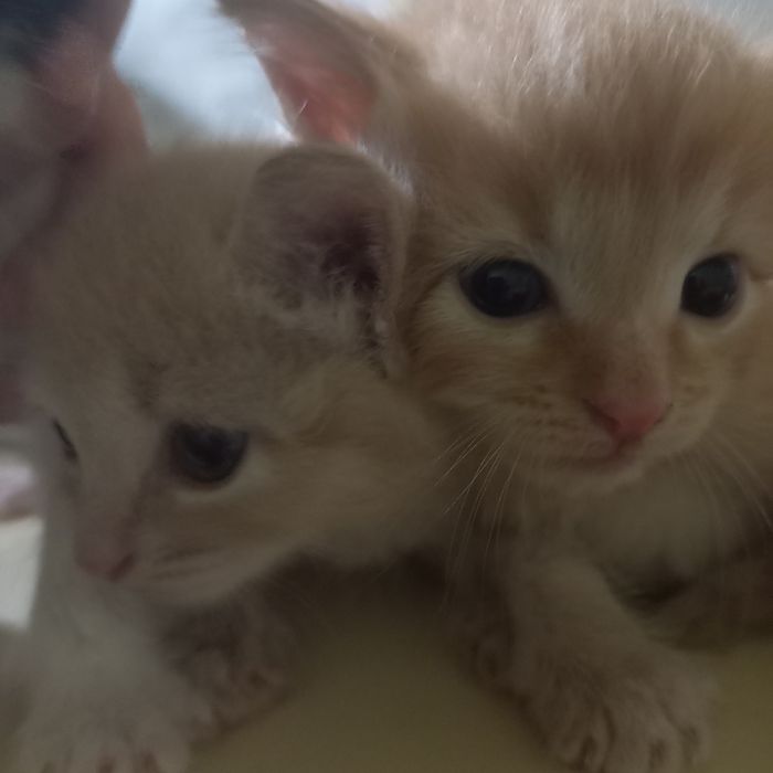 Котята мальчики один месяц