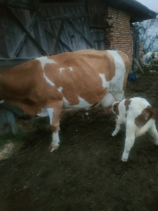 Vacă cu vițea fătată de patru zile!