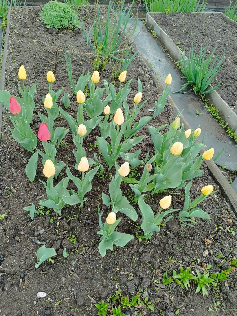 Тюльпаны (красные и жёлтые)