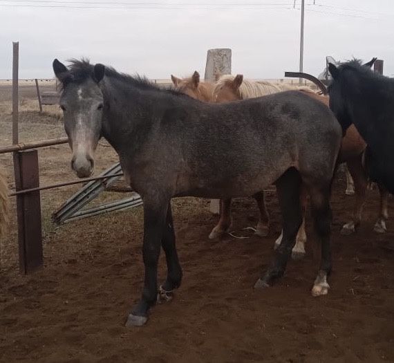 Продам байтал, лошадь