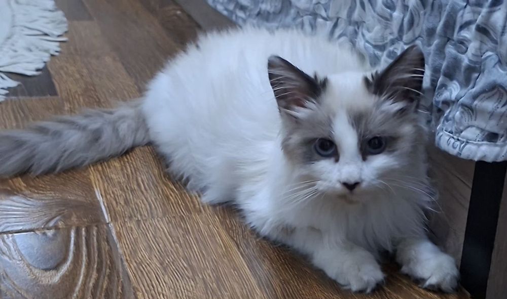 Котёнок хорошие руки