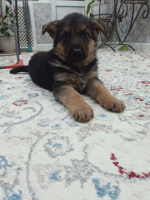 Продам щенков немецкой овчарки