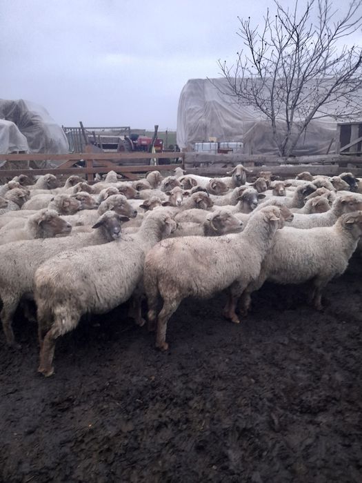 Vând 40 de oi ruginii de prăsilă