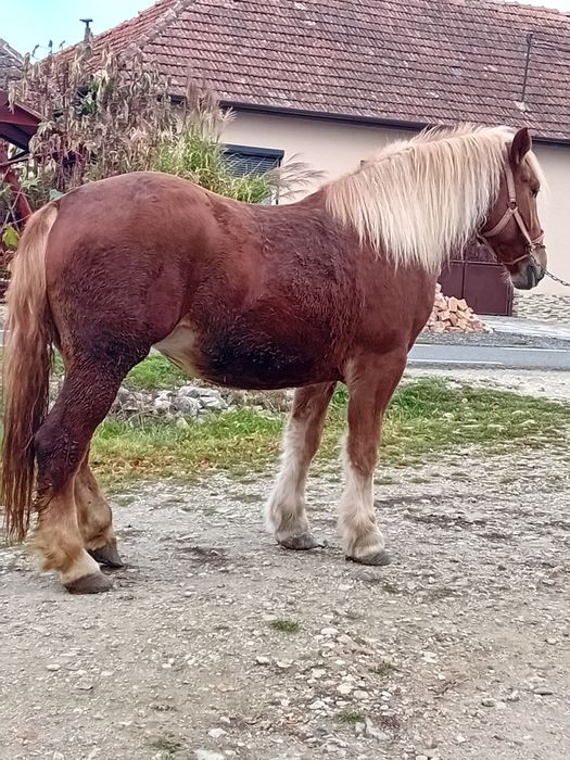 Vând manză de 2 ani