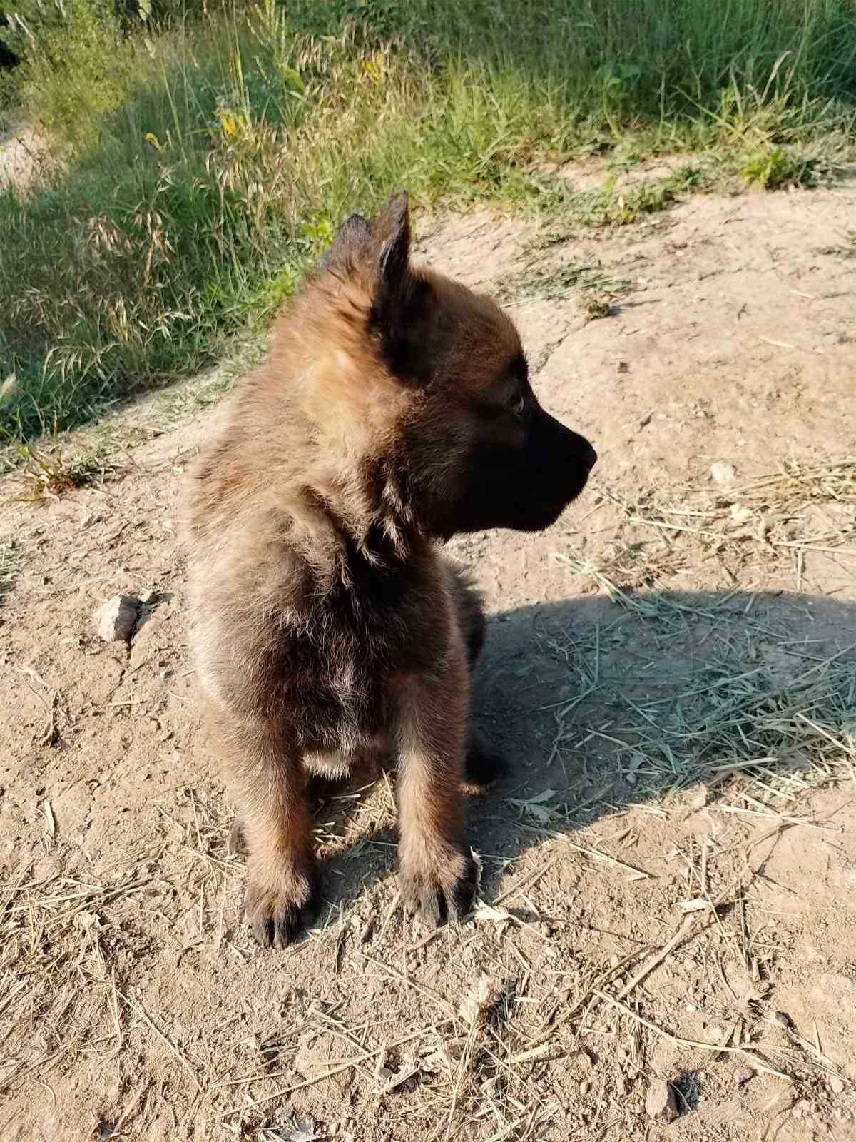 Малки кученца малиноа