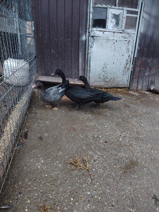 Vând boboci de rata muta