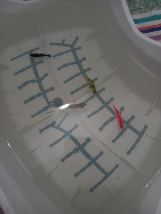 Vând acvariu cu filtru ci peștișori