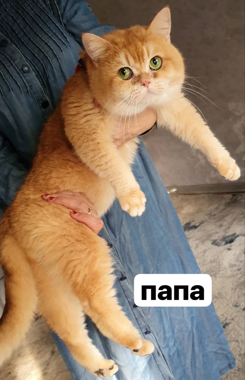 Zalatistiy shinshila tabby sotiladi