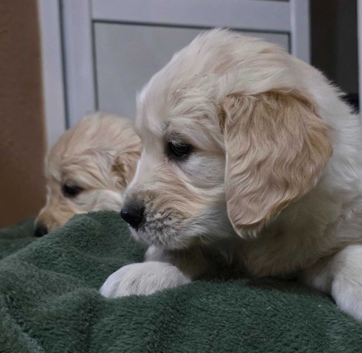 Голдън ретривър бебета