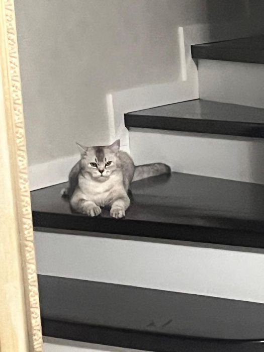 Продам кота Королевский мраморный британец