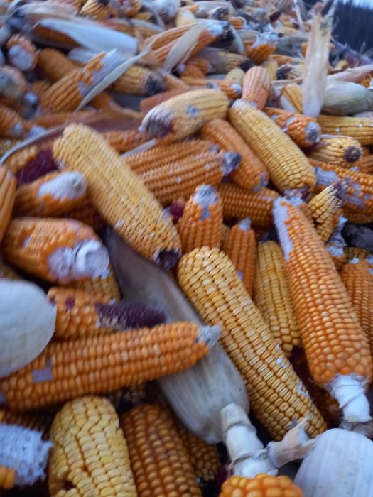 Vând porumb kws ,0.8 lei/ kg