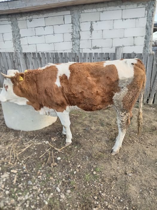 De vânzare junica de un an și patru luni rasa Baltata Românească.