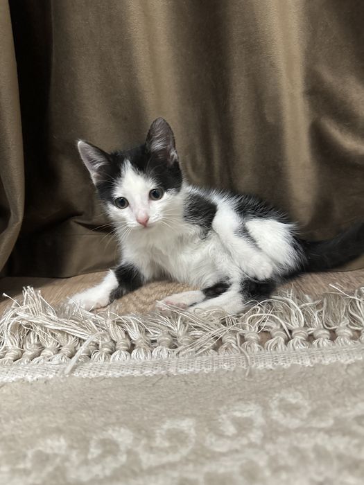 отдам в добрые руки котенка