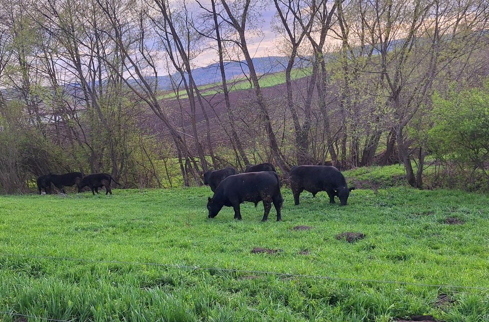 Tauri Aberdeen Angus (reproductie)