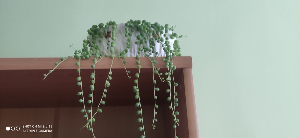 Продам укорененные молодые суккуленты