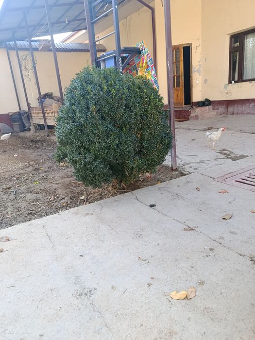 Кўп йиллик шамшод кўчати сотилади...10 йиллик...