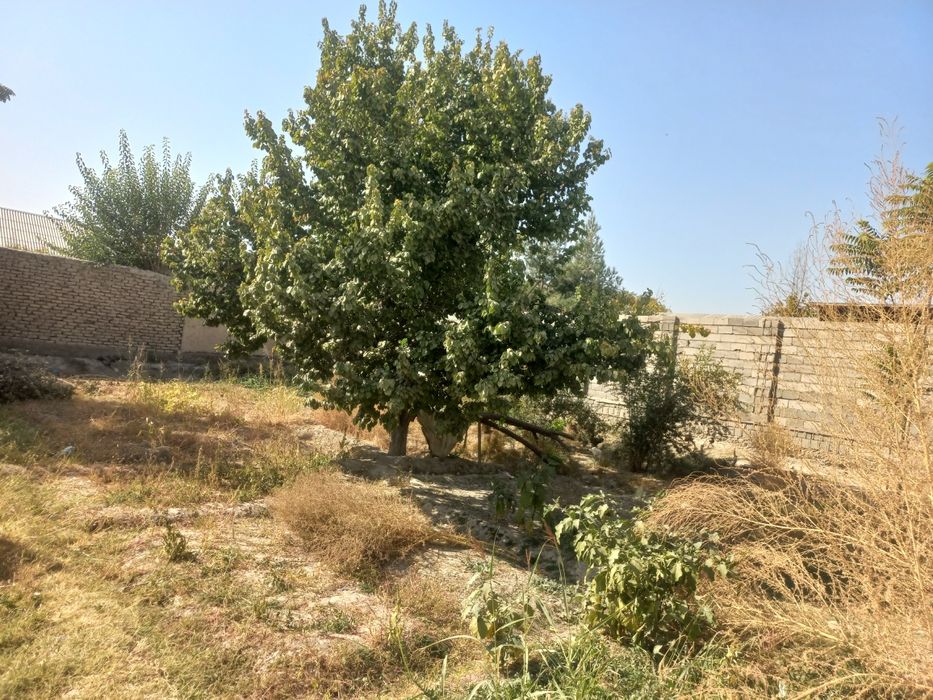 Chinobotda 6 sotix uy sotiladi