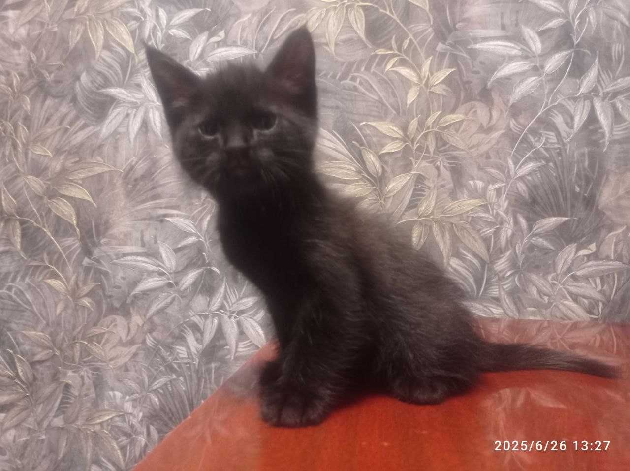 Отдаём котят в добрые руки БЕСПЛАТНО город Джизак Микрорайон 3/1