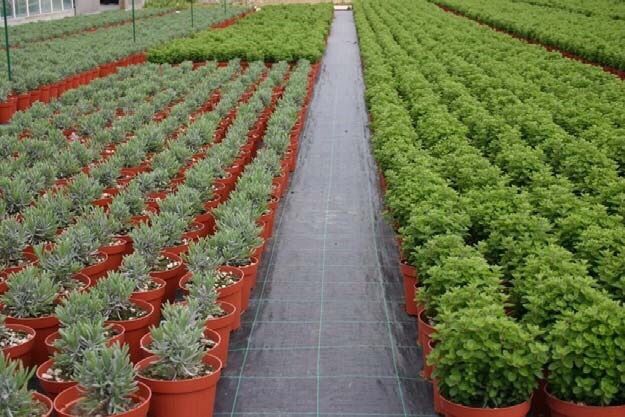 Agrotextil Mulcire 0,5x100ml=150lei; Durata de Viață 9-10ani,CALITATIV