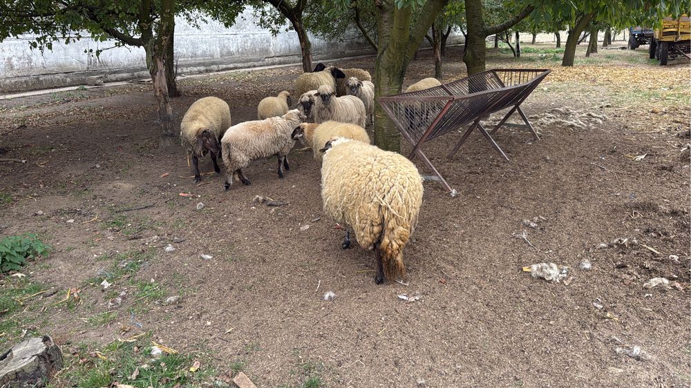 Ma intereseaza 10 oi tigai