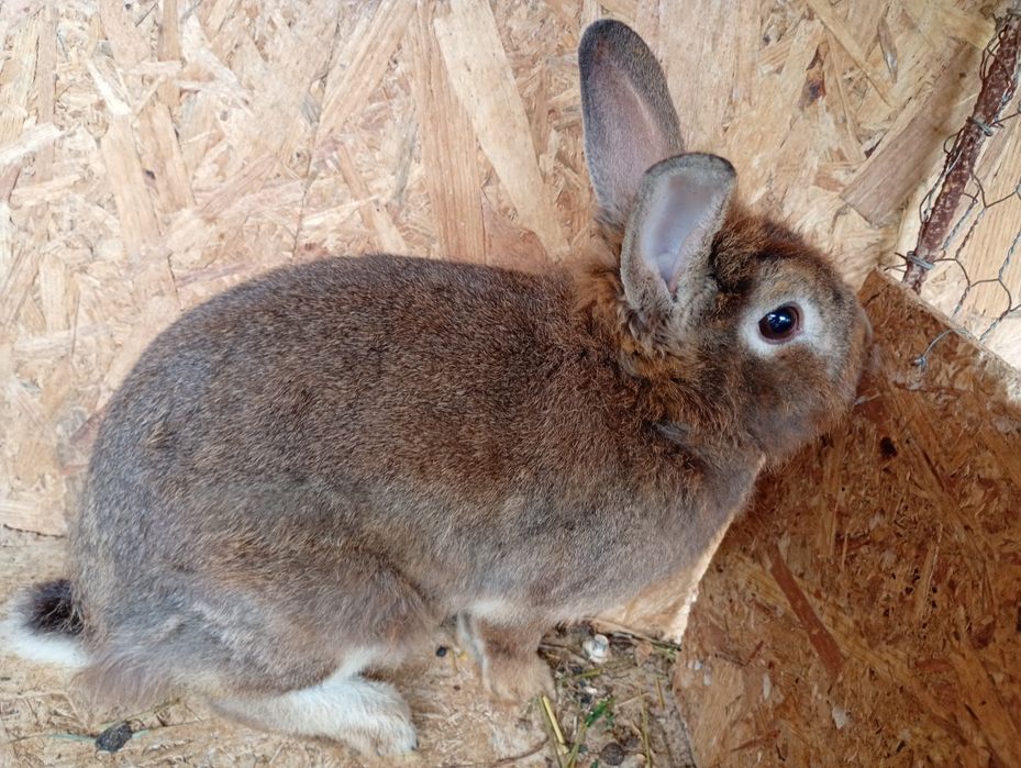 De vânzare detalii in privat. Județul Suceava