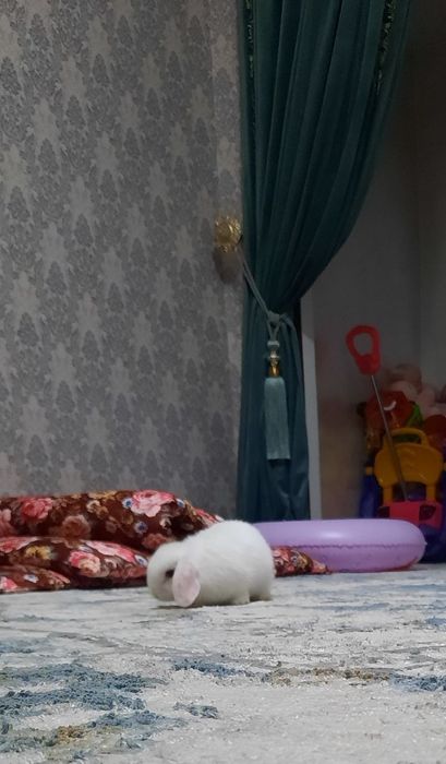 Zotdor quyonlar sotiladi