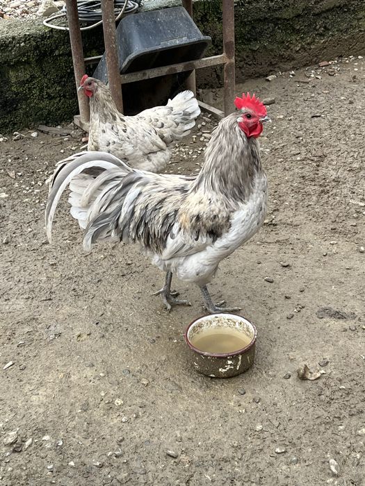 Cocoși australorp gentica de top