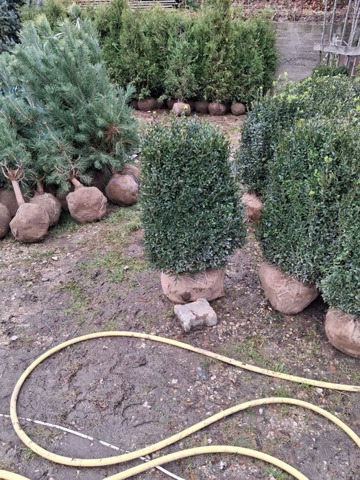 Vând brazi argiti verzi