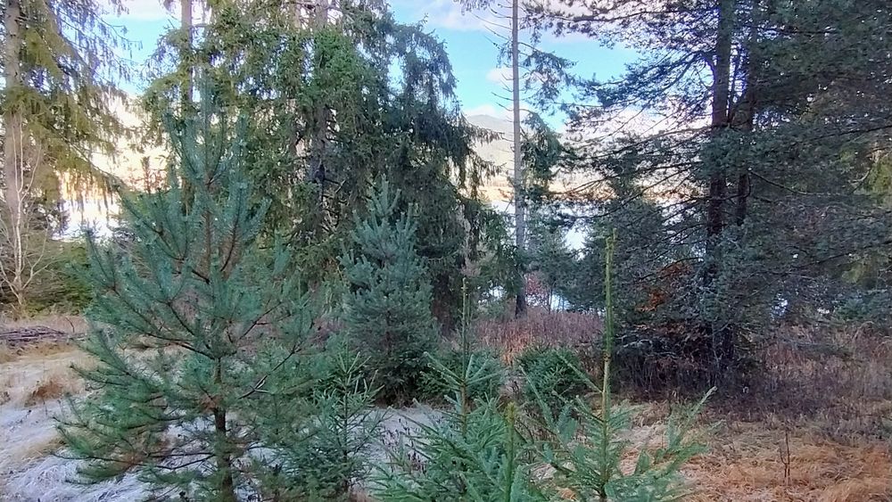 Продава се Парцел в Сърница - 543 кв.м за 57 €/кв.м - Снимка #3