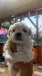 pui bichon maltez jucăuși