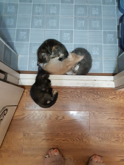 Котята в добрые руки