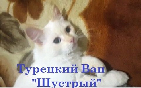 Подарю позитив и любовь
