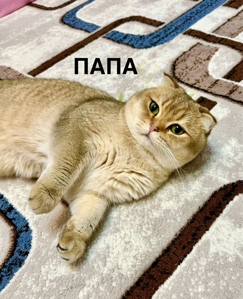 Продается британские золотистие шиншиллы