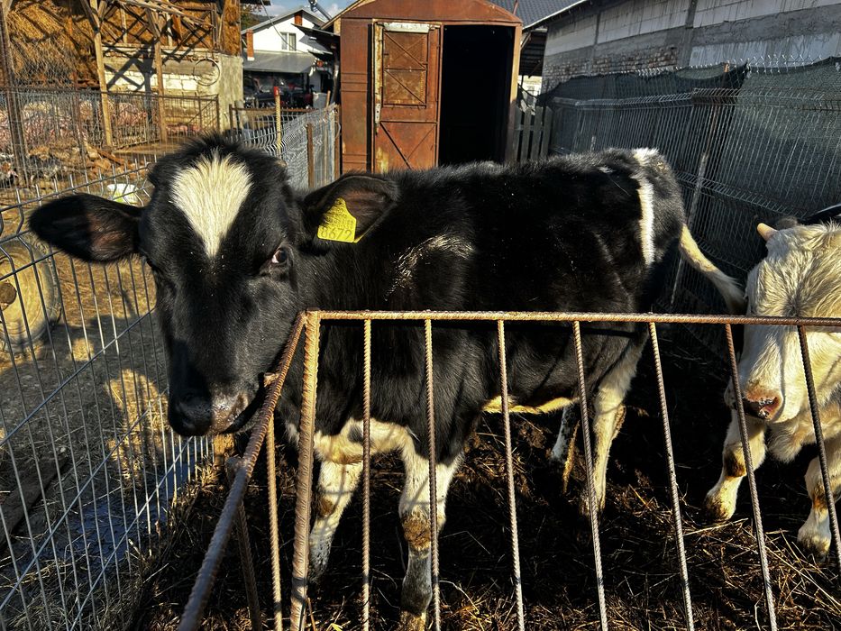 Vând vitea holstein