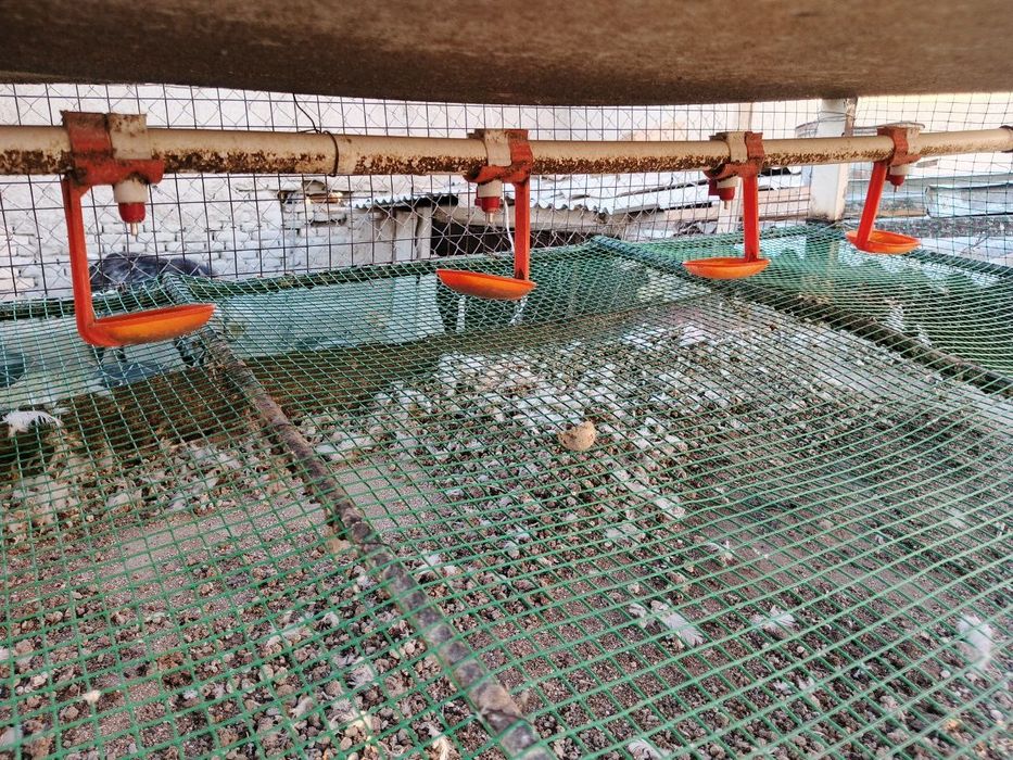 Бедана катаклари