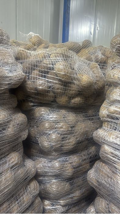 Cartofi origine Franta