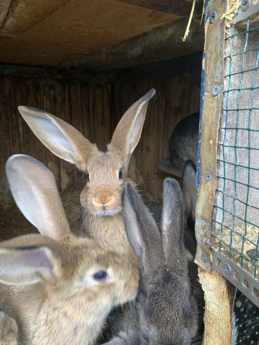 Iepuri  — 70 lei .