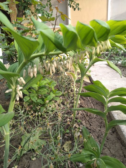 Камеб ва кадимий ландыш гул нихоллари сотилади