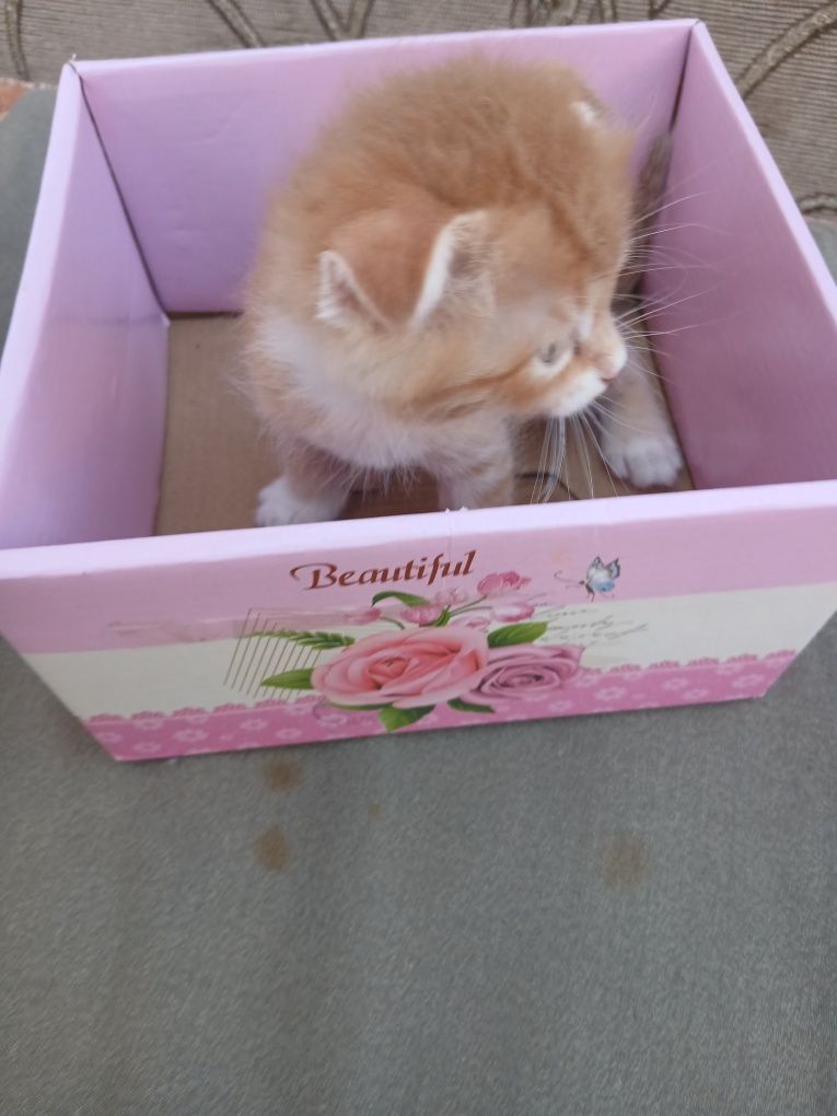 Котятки породистые