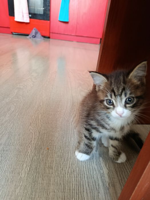 Отдам котенка в хорошие руки