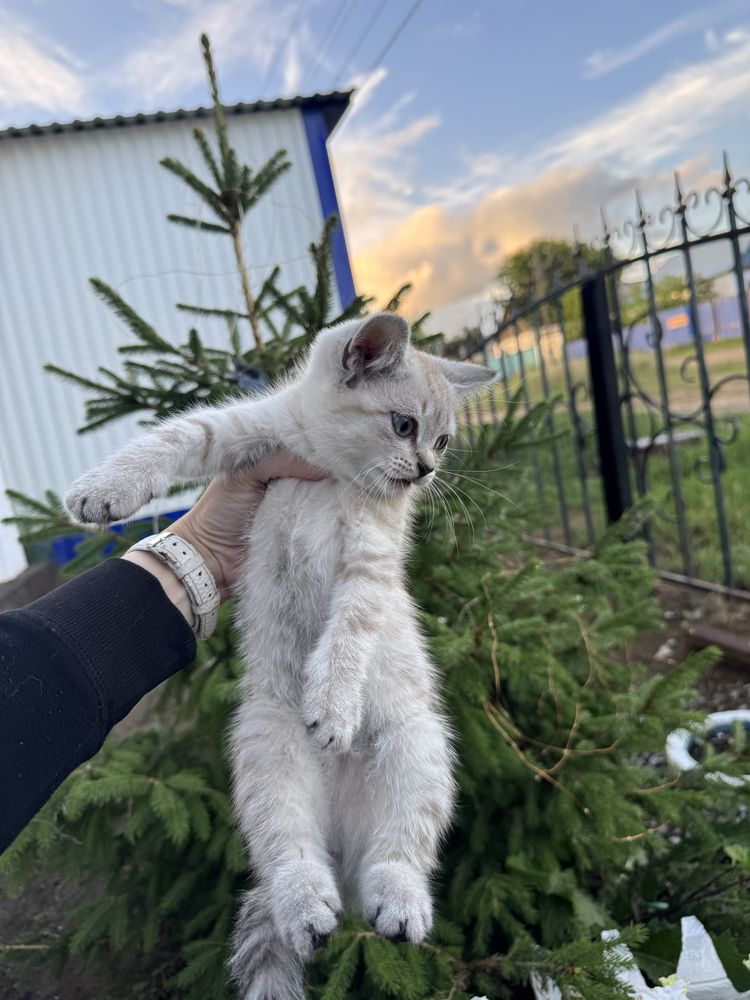 Отдам в добрые руки двух кошечек