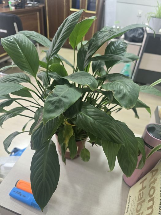 Спатифилум, лиана