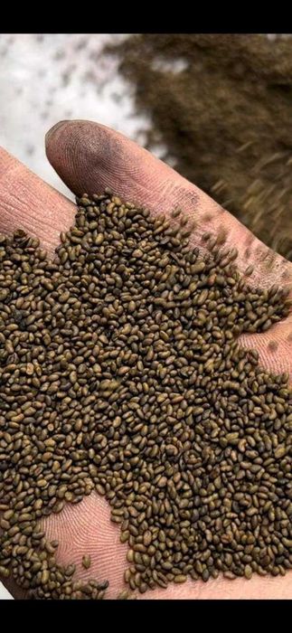 Семена люцерны магниченные – надежность и доставка