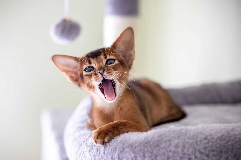 Pui pisica Abyssinian