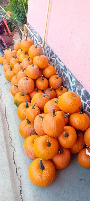 Dovleci Halloween