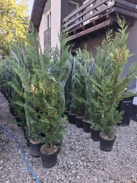 Vând leylandii la oferta