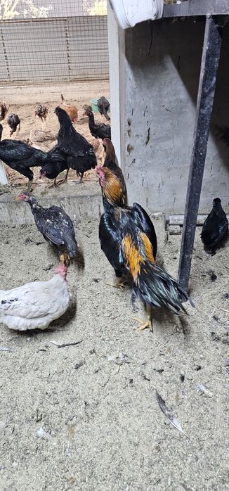 Дакан бойцовая птица