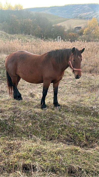 Iepe de vanzare cluj