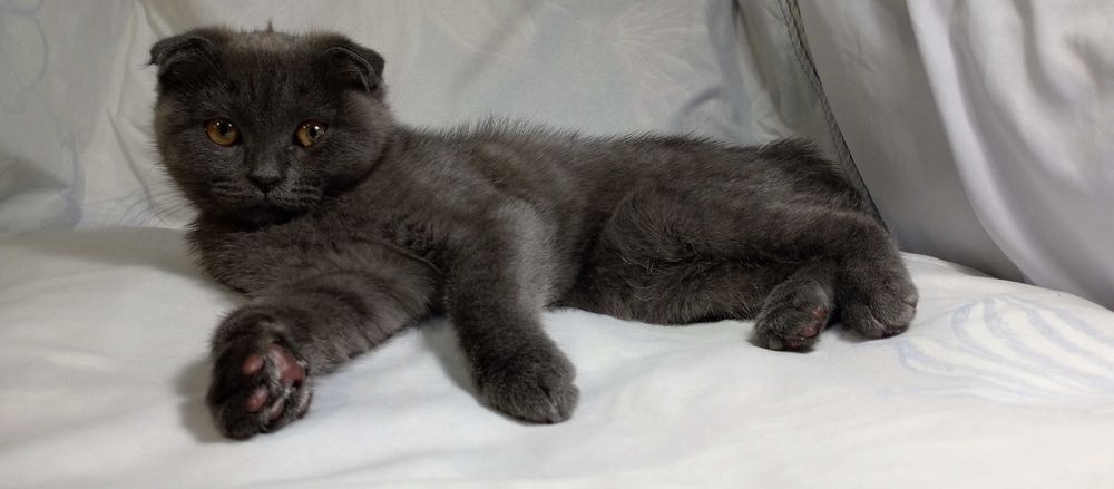 Котята порода "Британская коро короткошёрстная,,