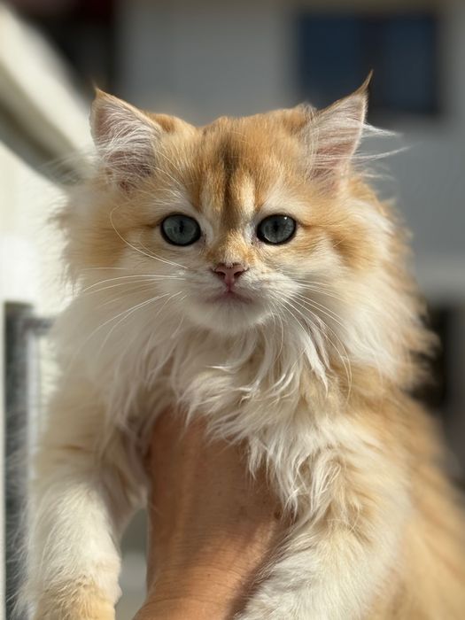 Британска златна чинчилла